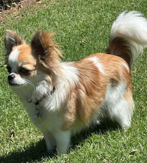 Chihuahuas are Tiny Companions with Very Big Personalities