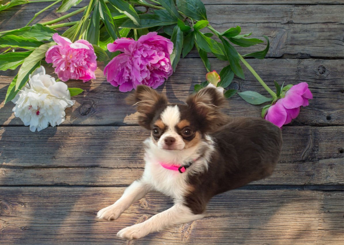 Why Chihuahuas Steal Our Hearts: Big Personality in a Tiny Package
